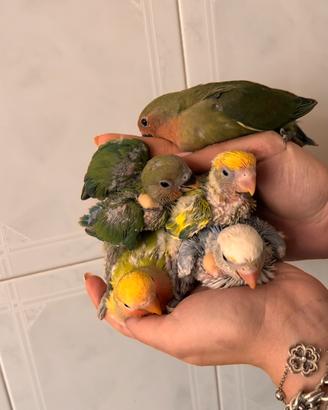 Inseparabili allevati a mano