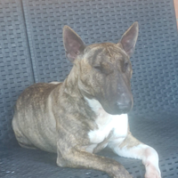 Cuccioli bullterrier miniatur