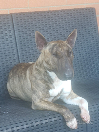 Cuccioli bullterrier miniatur