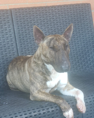 Cuccioli bullterrier miniatur