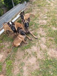 Amanti della razza pastore belga malinois,