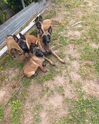 Amanti della razza pastore belga malinois,