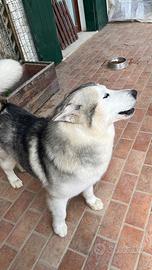 Cane Husky Malamut