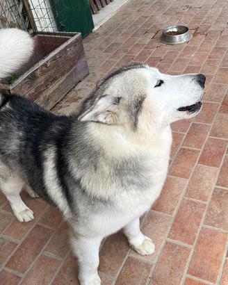 Cane Husky Malamut