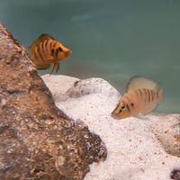 Ciclidi altolamprologus compressiceps