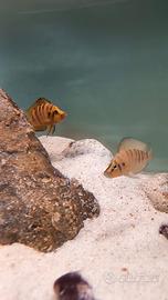 Ciclidi altolamprologus compressiceps