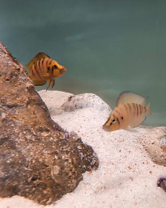 Ciclidi altolamprologus compressiceps