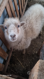 Pecora nana d ouessant