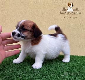 Jack russell con Pedegree