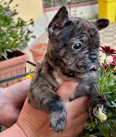 Bulldog Francese