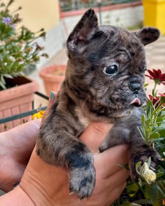 Bulldog Francese