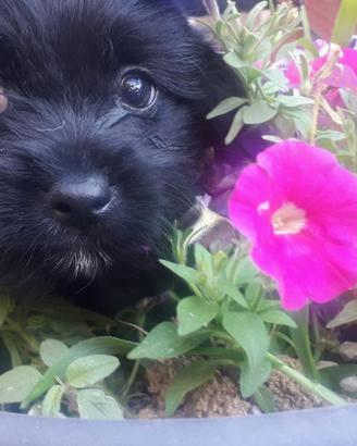 Cuccioli maschi mix barboncino/coker