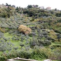 Oliveto