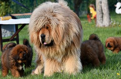 Splendidi mastini tibetani