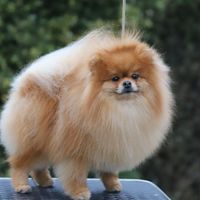 Spitz tedesco nano Pomerania adulto