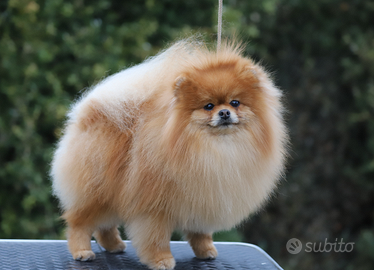 Spitz tedesco nano Pomerania adulto