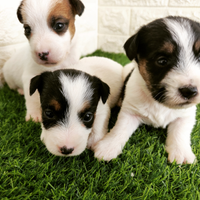 Jack Russell Broken con Pedigree