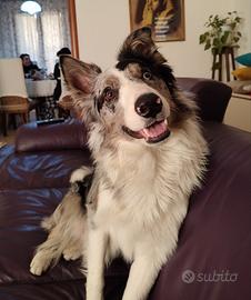 Border collie blue merle per monta
