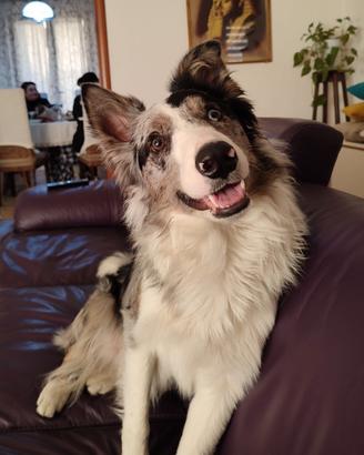 Border collie blue merle per monta