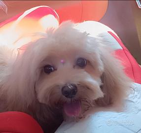 Vendita maltipoo