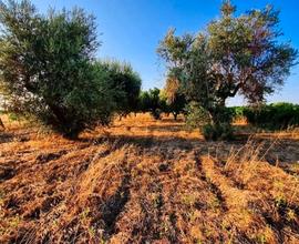 Terreno agricolo