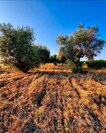 Terreno agricolo