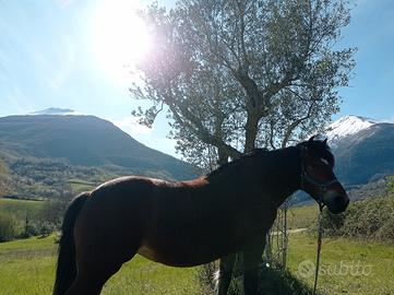 Cavalla bardigiana