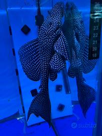 Pterygoplichthys gibbiceps Pesce Pulitore