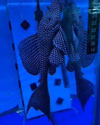 Pterygoplichthys gibbiceps Pesce Pulitore