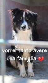 BRICK SIMIL BORDER COLLIE 3 ANNI taglia media