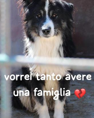 BRICK SIMIL BORDER COLLIE 3 ANNI taglia media