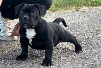 American Bully