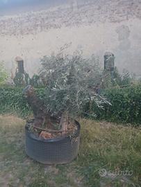 Pianta di ulivo