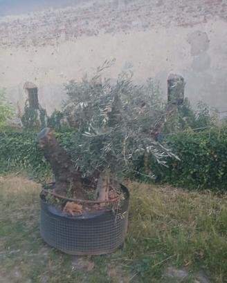 Pianta di ulivo
