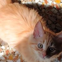 Cucciola di Siberiano