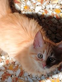 Cucciola di Siberiano