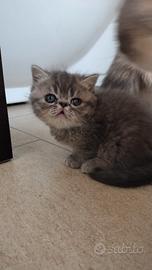 Exotic shorthair