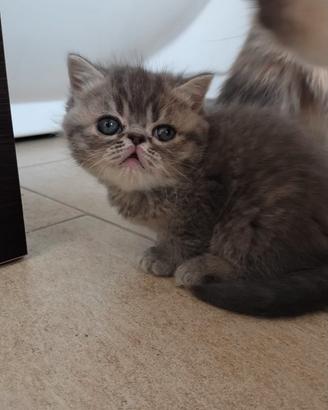Exotic shorthair