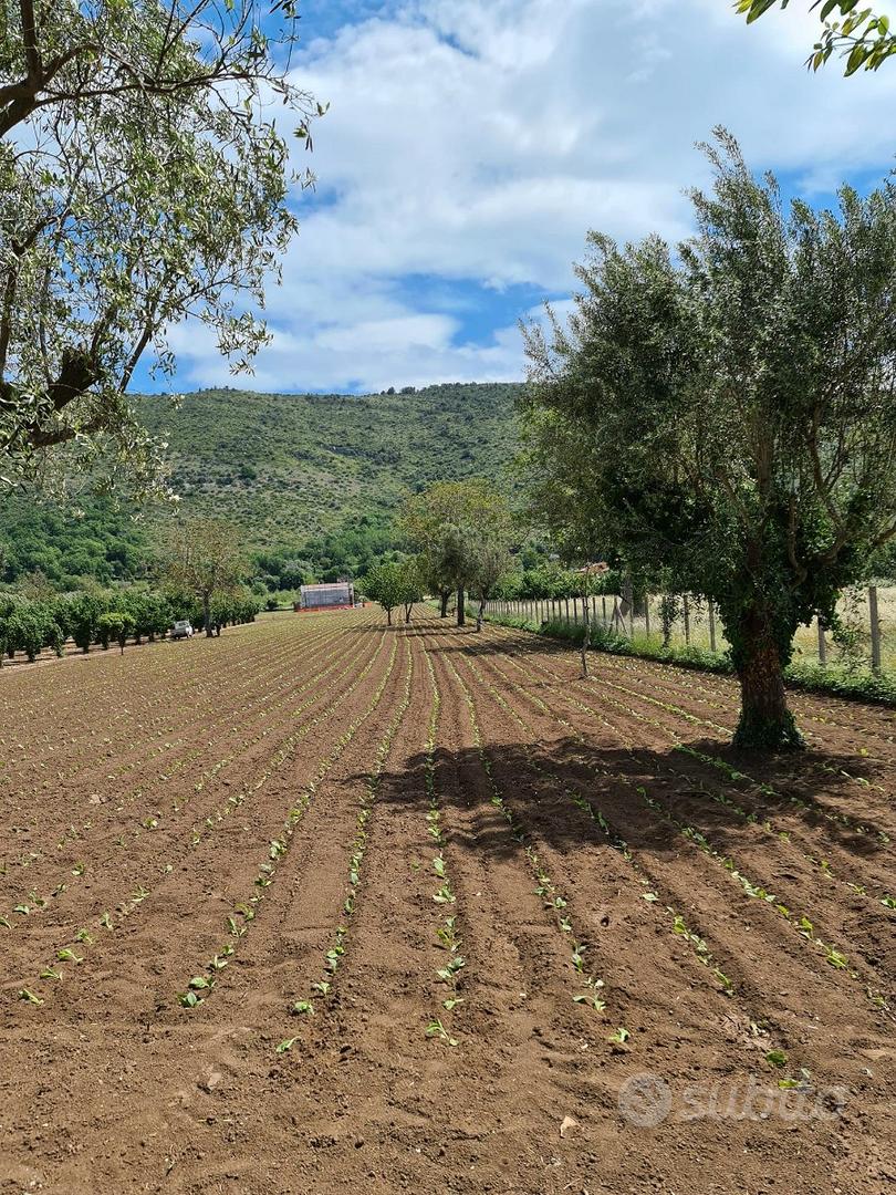Terreno agricolo 4897 mq - bellona - Vista 4