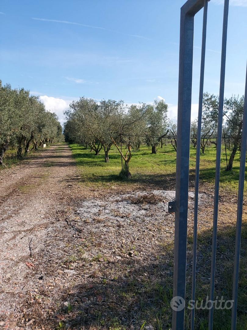 Monastir. Loc. S'Ollastu. Agrumeto di 6500 mq - Vista 3