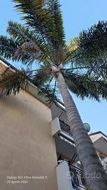 Albero Cocos alto circa 15 metri 