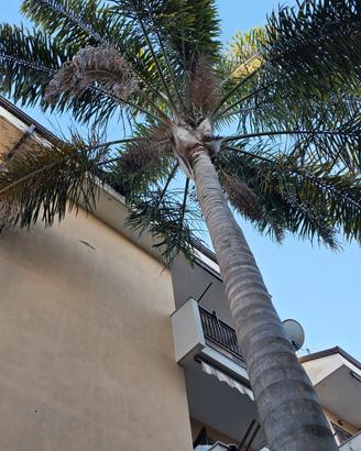 Albero Cocos alto circa 15 metri 