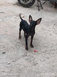 Incrocio pinscher. 2 maschi
