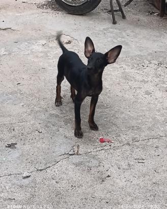 Incrocio pinscher. 2 maschi