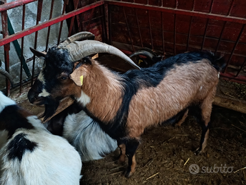 Becchi e caprette maschi e femmine