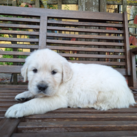 Cuccioli MASCHI Golden retriever Alta genealogia