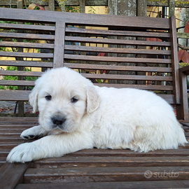 Cuccioli MASCHI Golden retriever Alta genealogia