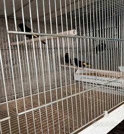 Negridi della Bolivia uccelli