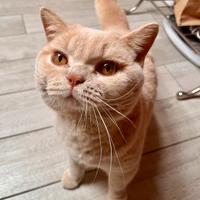 Gatto British Maschio