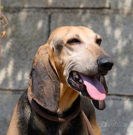 Meraviglioso Pippo in attesa di una famiglia
